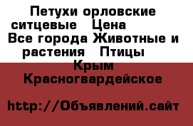 Петухи орловские ситцевые › Цена ­ 1 000 - Все города Животные и растения » Птицы   . Крым,Красногвардейское